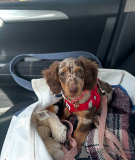 Photo №1. teckel - à vendre en ville de Helsinki | 500€ | Annonce №164011