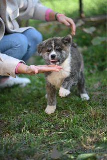 Photo №2 de l'annonce № 122035 de la vente  - acheter à Serbie annonce privée