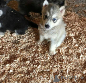 Photo №3. Adorables chiots husky sibériens. Prendre des dépôts à conserver. Tous ont les. Grèce