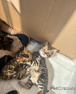 Photo №2 de l'annonce № 137214 de la vente bengal - acheter à Allemagne éleveur
