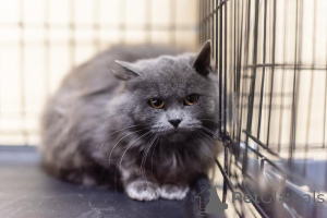 Photo №4. Je vais vendre  en ville de Khimki. de l'abri - prix - Gratuit