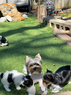 Photo №1. biewer yorkshire terrier - à vendre en ville de Berlin | 800€ | Annonce №138878