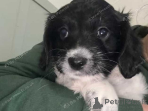 Photo №1. bichon à poil frisé - à vendre en ville de Alba-julia | négocié | Annonce №160026