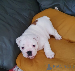 Photo №2 de l'annonce № 75511 de la vente bulldog anglais - acheter à Lituanie 
