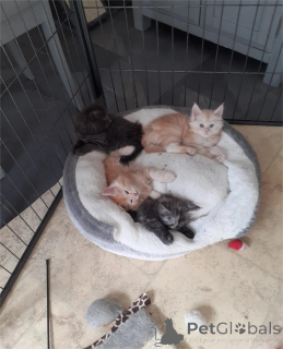 Photo №2 de l'annonce № 154211 de la vente maine coon - acheter à Allemagne 