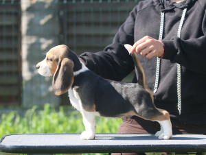 Photo №2 de l'annonce № 2904 de la vente beagle - acheter à Biélorussie de la fourrière