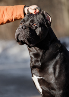 Photo №3. Chien Cane Corso pour le tricot en Lituanie. Annonce № 3279