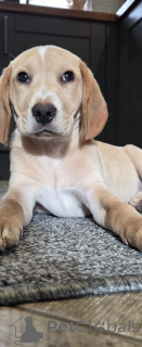 Photo №1. beagle - à vendre en ville de Amsterdam | 800€ | Annonce №160860