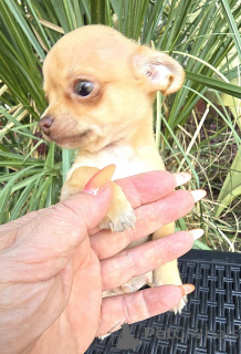 Photo №4. Je vais vendre chihuahua en ville de Zrénjanin. éleveur - prix - négocié