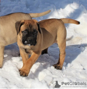 Photo №1. bullmastiff - à vendre en ville de Wisconsin Dells | négocié | Annonce №110073