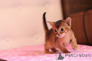 Photo №3. Chatons abyssins, différentes couleurs. Biélorussie
