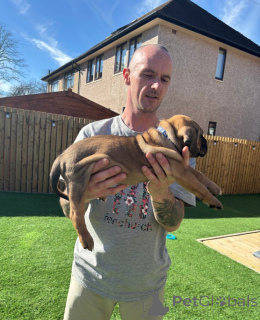 Photo №2 de l'annonce № 139600 de la vente cane corso - acheter à L'Autriche éleveur