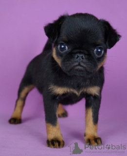 Photos supplémentaires: Chiots Petit Brabançon