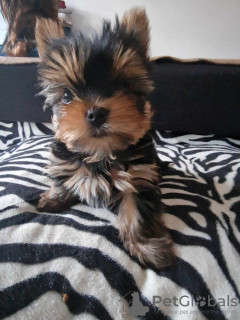 Photo №2 de l'annonce № 133380 de la vente yorkshire terrier - acheter à Allemagne annonce privée