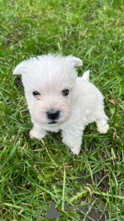 Photos supplémentaires: Chiots West Highland White Terrier