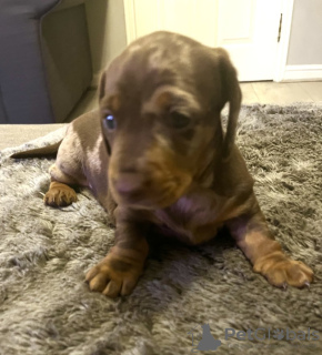 Photo №3. Magniques Teckels Pommelles Miniatures Engistrés AU KC. Allemagne