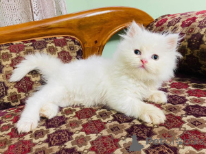 Photo №1.  - à vendre en ville de Amstetten | négocié | Annonce № 161690