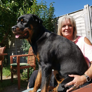 Photo №1.  - à vendre en ville de Amstetten | 727€ | Annonce №163433