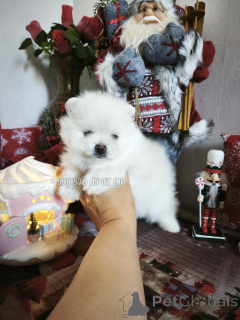 Photo №3. Mini chien, ours en peluche Spitz de Poméranie. Pedigree FCI.. Georgia