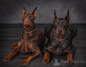 Photo №4. Je vais vendre dobermann en ville de Гамбург. annonce privée - prix - 950€