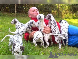 Photo №1. dalmatien - à vendre en ville de Ceske Budejovice | négocié | Annonce №170706