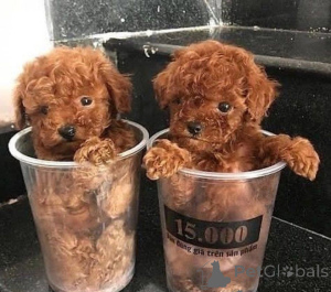 Photo №1. caniche (jouet) - à vendre en ville de Bratislava | négocié | Annonce №178018