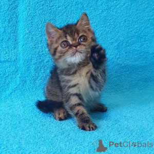 Photo №1. exotic shorthair - à vendre en ville de Daffris | 350€ | Annonce № 174385