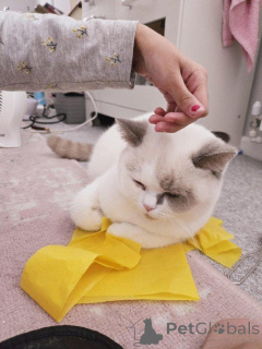 Photo №2 de l'annonce № 147276 de la vente british shorthair - acheter à Allemagne 