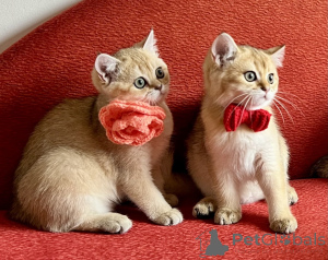 Photo №1. scottish straight - à vendre en ville de Bratislava | négocié | Annonce № 147117