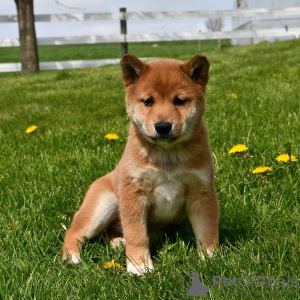 Photo №1. shiba - à vendre en ville de Lübeck | Gratuit | Annonce №118635