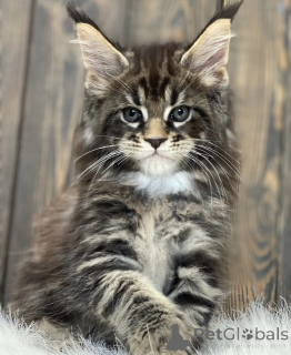 Photo №1. maine coon - à vendre en ville de Bellaire | 536€ | Annonce № 161715