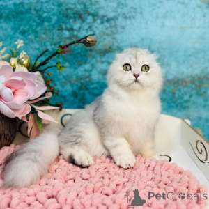 Photo №3. Chat écossais vysloguye. Ukraine