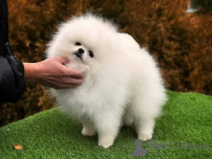 Photo №3. Disponible pour toute personne sérieuse et désireuse de l'adopter, donnée. Canada