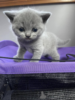 Photo №1. british shorthair - à vendre en ville de Dragsfjärd | négocié | Annonce № 162062
