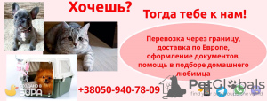Photo №2. Services de livraison et de transportation des chats et des chiens en Ukraine. Price - négocié. Annonce № 8905