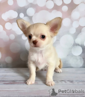 Photo №1. chihuahua - à vendre en ville de Munich | 255€ | Annonce №104808