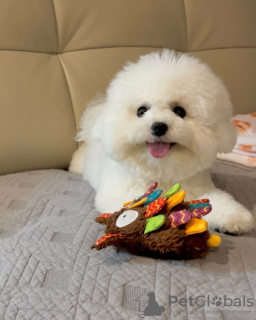 Photo №1. bichon à poil frisé - à vendre en ville de Gothenburg | Gratuit | Annonce №94611