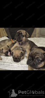 Photo №1. bouledogue - à vendre en ville de Гамбург | 800€ | Annonce №132494