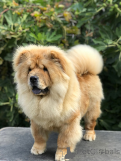 Photo №3. Chow Chow Chuppies à vendre! Čau čau Štenci na prodaju!. Serbie