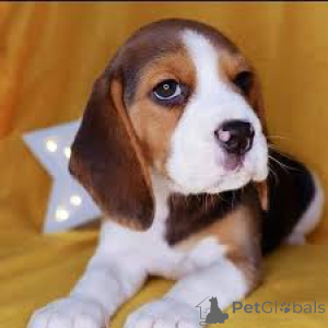 Photo №3. Chiots Beagle à vendre. Pays Bas