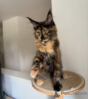 Photo №1. maine coon - à vendre en ville de Aarau | négocié | Annonce № 155395