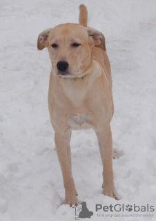 Photo №3. Chiot de 9 mois, mélange labrador, à la recherche d'une nouvelle famille fiable!. Fédération de Russie