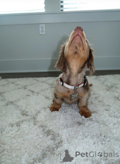 Photo №2 de l'annonce № 144409 de la vente teckel - acheter à Allemagne éleveur