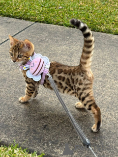 Photo №1.  - à vendre en ville de Uusimaa | 750€ | Annonce № 152903