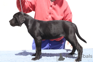 Photo №2 de l'annonce № 140500 de la vente cane corso - acheter à La Roumanie éleveur