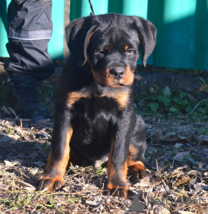 Photo №2 de l'annonce № 83601 de la vente rottweiler - acheter à Serbie 