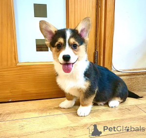 Photo №2 de l'annonce № 167523 de la vente welsh corgi - acheter à Danemark annonce privée, éleveur