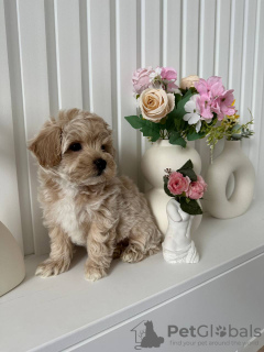 Photo №3. Puppy Maltipoo pour adoption. USA