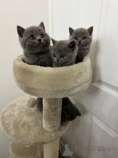 Photo №1. british longhair - à vendre en ville de Rotterdam | Gratuit | Annonce № 159206