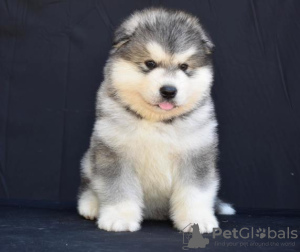 Photo №2 de l'annonce № 109954 de la vente malamute de l'alaska - acheter à Serbie 